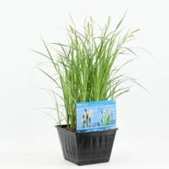 Oeverzegge (Carex Riparia) -Green Roots Exporteren Winkel carex riparia 20180430164725 e 13630 p28