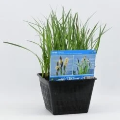 Oeverzegge (Carex Riparia) -Green Roots Exporteren Winkel carex riparia 28x28 20180412192544 2
