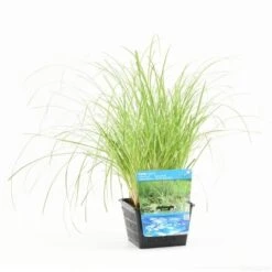 Oeverzegge (Carex Riparia) -Green Roots Exporteren Winkel carex riparia s e 12610 p18