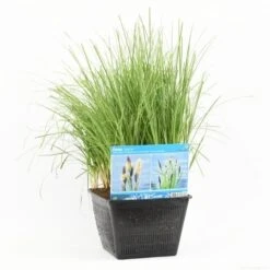Oeverzegge (Carex Riparia) -Green Roots Exporteren Winkel carex riparia s m 13630 p28
