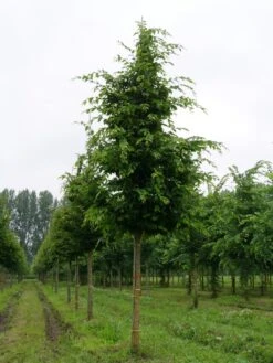Grote Haagbeuk (Carpinus Betulus) -Green Roots Exporteren Winkel carpinus betulus s 25 30