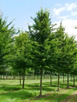Grote Haagbeuk (Carpinus Betulus) -Green Roots Exporteren Winkel carpinus betulus s 35 40