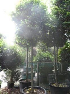 Haagbeuk In Kubusvorm (Carpinus Betulus) -Green Roots Exporteren Winkel carpinus betulus 20 25ho c240 kubus 1