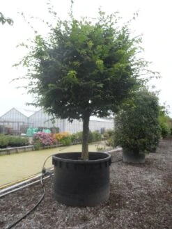 Haagbeuk Als Bolboom (Carpinus Betulus) -Green Roots Exporteren Winkel carpinus betulus 40 45ha c1000 bol