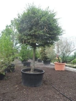 Haagbeuk Als Bolboom (Carpinus Betulus) -Green Roots Exporteren Winkel carpinus betulus 40 45ho c1000 bol 1