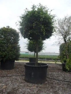 Haagbeuk Als Bolboom (Carpinus Betulus) -Green Roots Exporteren Winkel carpinus betulus 40 45ho c1000 bol 2 1
