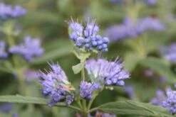 Caryopteris (Caryopteris Clandonensis 'Blue Empire') -Green Roots Exporteren Winkel caryopteris clan blue empire 3
