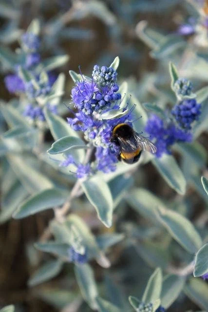Caryopteris (Caryopteris X Clandonensis 'Sterling Silver') 2 Caryopteris (Caryopteris X Clandonensis 'Sterling Silver') - Afbeelding 2