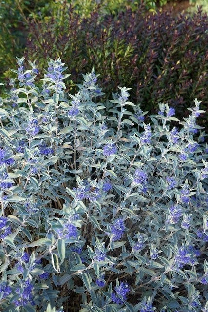 Caryopteris (Caryopteris X Clandonensis 'Sterling Silver') 3 Caryopteris (Caryopteris X Clandonensis 'Sterling Silver') - Afbeelding 3