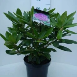 Rhododendron (Rhododendron Catawbiense 'Boursault') -Green Roots Exporteren Winkel cat. boursalt c5 voor