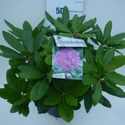 Rhododendron (Rhododendron Catawbiense 'Boursault') -Green Roots Exporteren Winkel cat. boursalt c5 zij