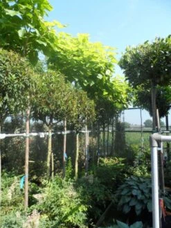 Gele Trompetboom (Catalpa Bignonioides 'Aurea')