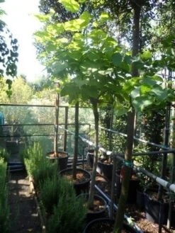 Gele Trompetboom (Catalpa Bignonioides 'Aurea') -Green Roots Exporteren Winkel catalpa bignonioides aurea 120stam c35 1