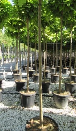 Bolcatalpa (Catalpa Bignonioides 'Nana') -Green Roots Exporteren Winkel catalpa bignonioides nana 10 12 1