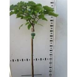 Trompetboom Op Stam (Catalpa Bignonioides 'Nana'), Halfstam -Green Roots Exporteren Winkel catalpa bignonioides nana 130cm