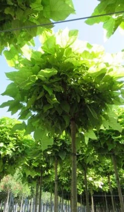 Bolcatalpa (Catalpa Bignonioides 'Nana') -Green Roots Exporteren Winkel catalpa bignonioides nana 5 2