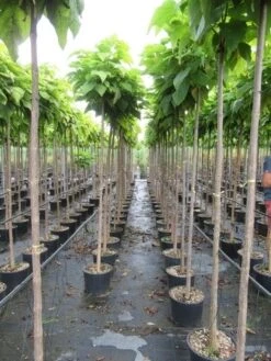 Bolcatalpa (Catalpa Bignonioides 'Nana') -Green Roots Exporteren Winkel catalpa bignonioides nana 6 8 2