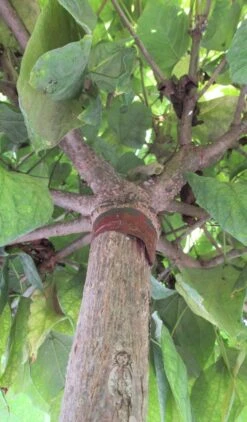 Bolcatalpa (Catalpa Bignonioides 'Nana') -Green Roots Exporteren Winkel catalpa bignonioides nana 6 2