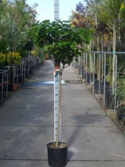 Trompetboom Op Stam (Catalpa Bignonioides 'Nana'), Halfstam -Green Roots Exporteren Winkel catalpa bignonioides nana halfstam c20