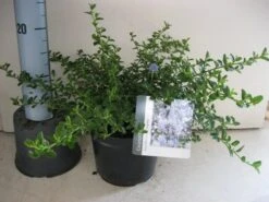 Amerikaanse Sering (Ceanothus Thyrsiflorus 'Repens') -Green Roots Exporteren Winkel ceanothus thyr. repens c3 sept 1