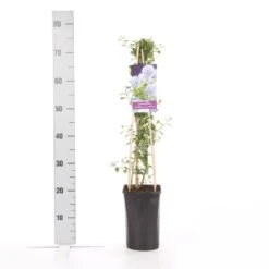 Amerikaanse Sering (Ceanothus Thyrsiflorus 'Repens') -Green Roots Exporteren Winkel ceanothus thyrsiflorus var. repens