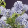 Amerikaanse Sering (Ceanothus Thyrsiflorus 'Repens')