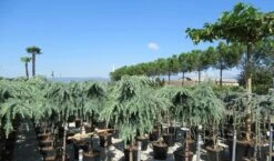 Treurceder Op Stam (Cedrus Libani 'Glauca Pendula') -Green Roots Exporteren Winkel cedrus 1