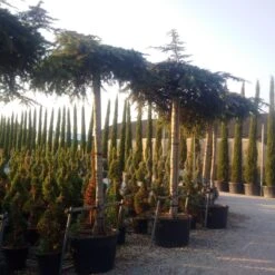 Ceder Als Dakboom (Cedrus Deodara 'Pendula') -Green Roots Exporteren Winkel cedrus deodara dak