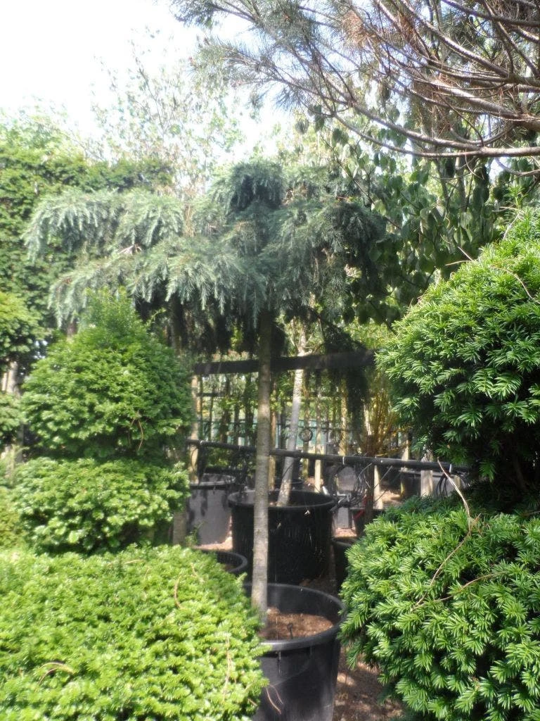 Ceder Als Boom (Cedrus Deodara 'Feelin Blue') 2 Ceder Als Boom (Cedrus Deodara 'Feelin Blue') - Afbeelding 2