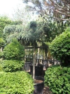 Ceder Als Boom (Cedrus Deodara 'Feelin Blue') -Green Roots Exporteren Winkel cedrus deodara feelin blue 20 25ho 1