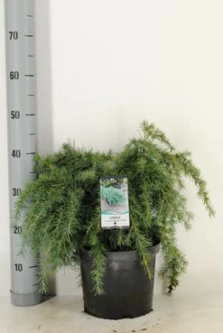Ceder (Cedrus Deodara 'Feelin Blue') -Green Roots Exporteren Winkel cedrus deodara feelin blue c5 m