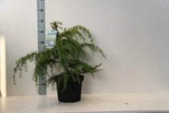 Ceder (Cedrus Deodara 'Golden Horizon') -Green Roots Exporteren Winkel cedrus deodara golden horizon 40 50 cm c7.5