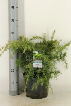 Ceder (Cedrus Deodara 'Golden Horizon') -Green Roots Exporteren Winkel cedrus deodara golden horizon c5 m