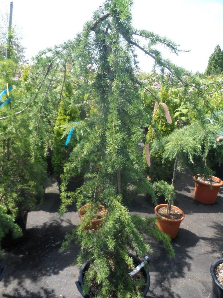 Treurceder (Cedrus Deodara 'Pendula') 6 Treurceder (Cedrus Deodara 'Pendula') - Afbeelding 6