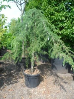 Treurceder (Cedrus Deodara 'Pendula') 16 Treurceder (Cedrus Deodara 'Pendula') -Green Roots Exporteren Winkel cedrus deodara pendula 20 25ho c110