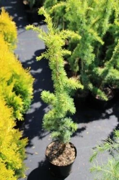 Atlasceder (Cedrus Libani 'Atlantica Aurea') -Green Roots Exporteren Winkel cedrus libani atlantica aurea
