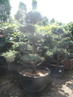 Libanonceder Als Bonsai (Cedrus Libani) -Green Roots Exporteren Winkel cedrus libani bonsai 180 200 c500