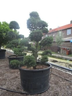 Libanonceder Als Bonsai (Cedrus Libani) -Green Roots Exporteren Winkel cedrus libani bonsai c750 3
