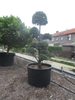 Libanonceder Als Bonsai (Cedrus Libani) -Green Roots Exporteren Winkel cedrus libani bonsai c750 5