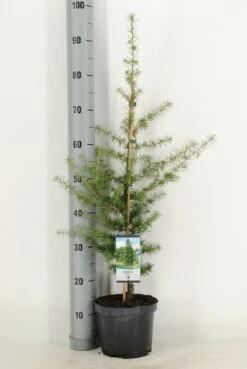 Libanonceder (Cedrus Libani) 10 Libanonceder (Cedrus Libani) -Green Roots Exporteren Winkel cedrus libani c3 m 1