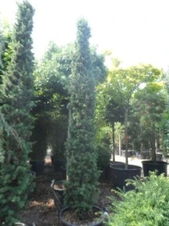 Libanonceder Als Bonsai (Cedrus Libani) -Green Roots Exporteren Winkel cedrus libani fastigiata 250 300 350 c130