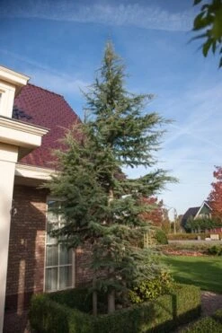 Atlasceder (Cedrus Libani 'Glauca') 19 Atlasceder (Cedrus Libani 'Glauca') -Green Roots Exporteren Winkel cedrus libani glauca