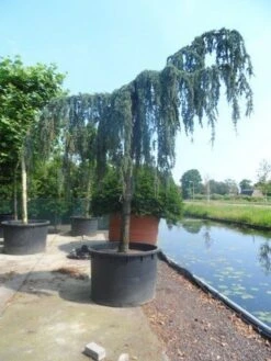 Treurceder Als Boom (Cedrus Libani 'Glauca Pendula') -Green Roots Exporteren Winkel cedrus libani glauca pendula 35 40ho c1000 1