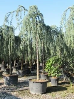 Treurceder Als Boom (Cedrus Libani 'Glauca Pendula') -Green Roots Exporteren Winkel cedrus libani glauca pendula 3 1