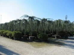 Treurceder Als Boom (Cedrus Libani 'Glauca Pendula') 37 Treurceder Als Boom (Cedrus Libani 'Glauca Pendula') -Green Roots Exporteren Winkel cedrus libani glauca pendula 4 1