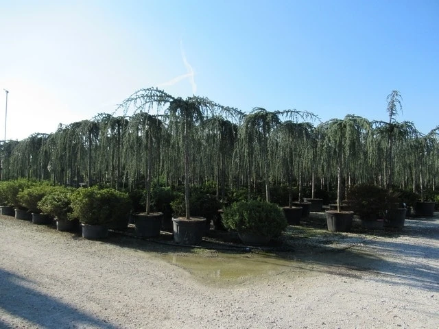 Treurceder Als Boom (Cedrus Libani 'Glauca Pendula') 18 Treurceder Als Boom (Cedrus Libani 'Glauca Pendula') - Afbeelding 18
