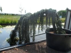 Treurceder Op Stam (Cedrus Libani 'Glauca Pendula') -Green Roots Exporteren Winkel cedrus libani glauca pendula halfstam c1000 solitair 1