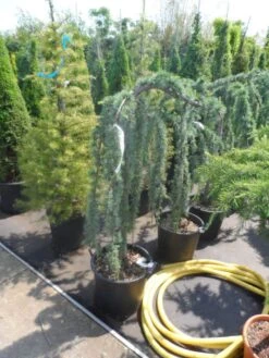 Treurceder Op Stam (Cedrus Libani 'Glauca Pendula') -Green Roots Exporteren Winkel cedrus libani glauca pendula halfstam c35 1