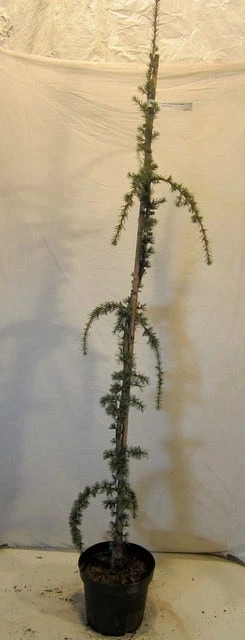 Treurceder Als Boom (Cedrus Libani 'Glauca Pendula') 7 Treurceder Als Boom (Cedrus Libani 'Glauca Pendula') - Afbeelding 7