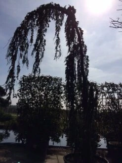 Treurceder Als Boom (Cedrus Libani 'Glauca Pendula') 34 Treurceder Als Boom (Cedrus Libani 'Glauca Pendula') -Green Roots Exporteren Winkel cedrus libanica glauca pendula solitair geveerd 1